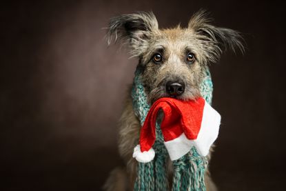 gifts for pet lovers: Christmas hat with dog
