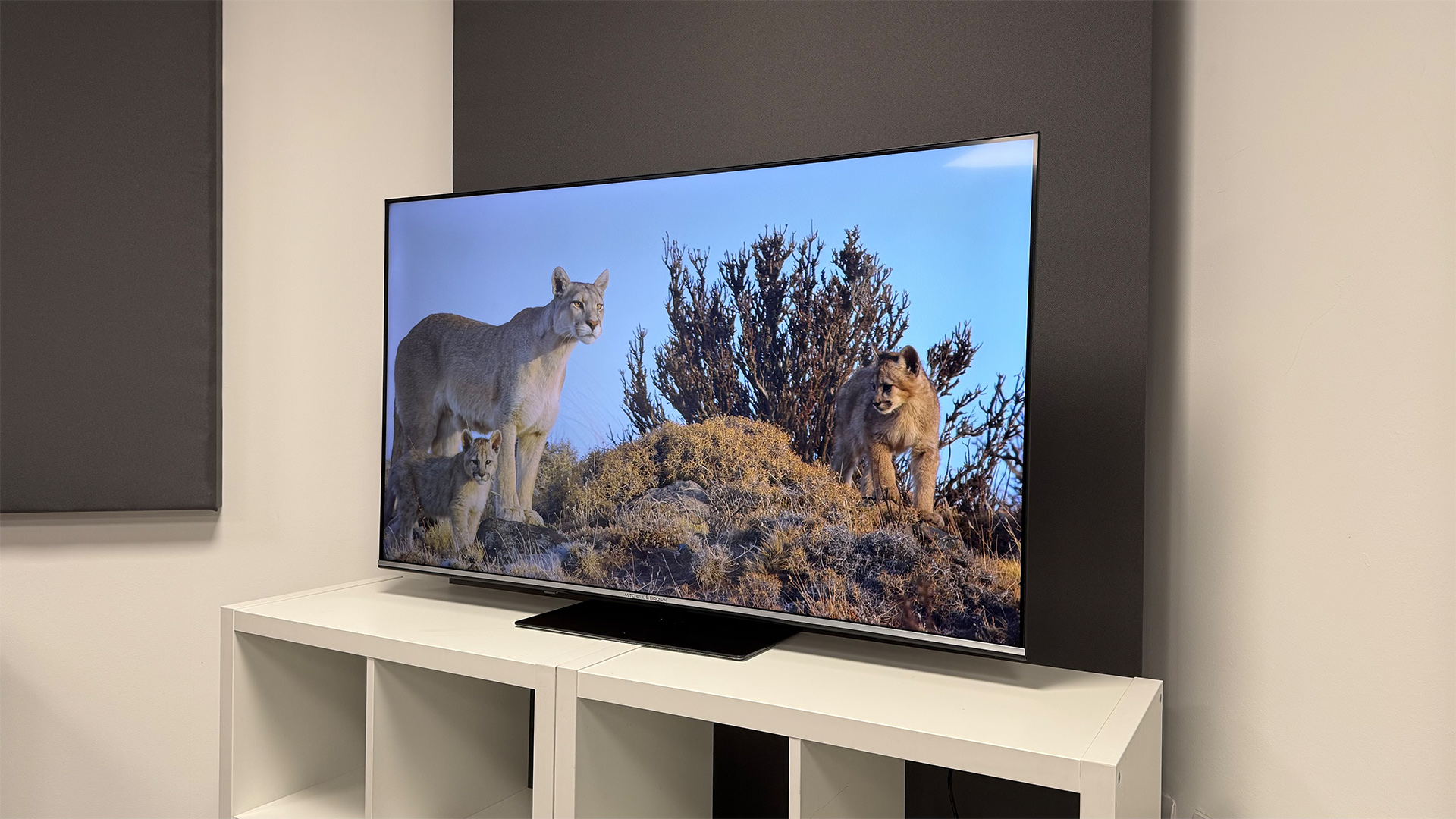 Mitchell &amp;amp; Brown QLED1811 QLED TV, on screen are wild cats