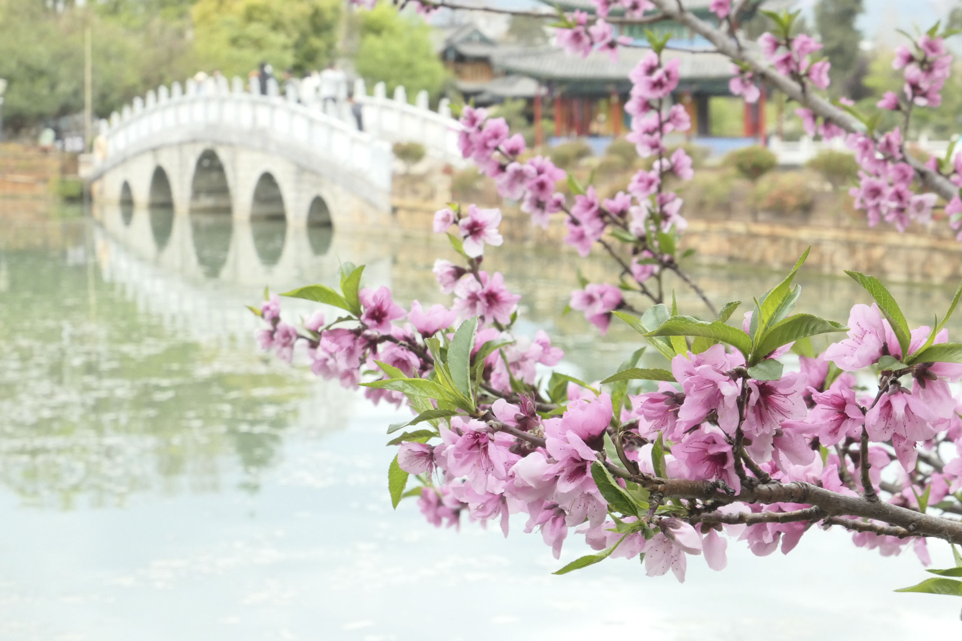 A blossom tree in front of a lake with an arched bridge in the background, reflected in the water