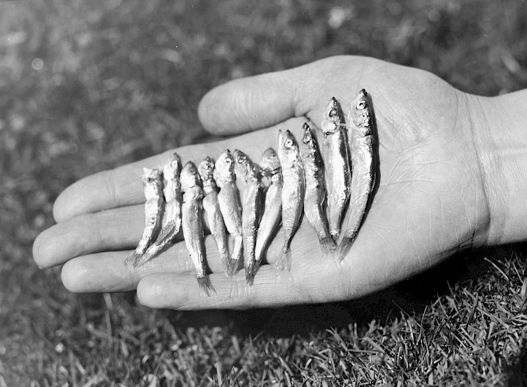 A black and white photograph of a dozen small silver fish laid across an open palm, held out against a grassy background.