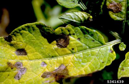 Blight Disease On Potato Plant Leaves