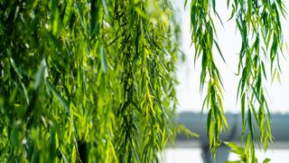 branches of a willow tree