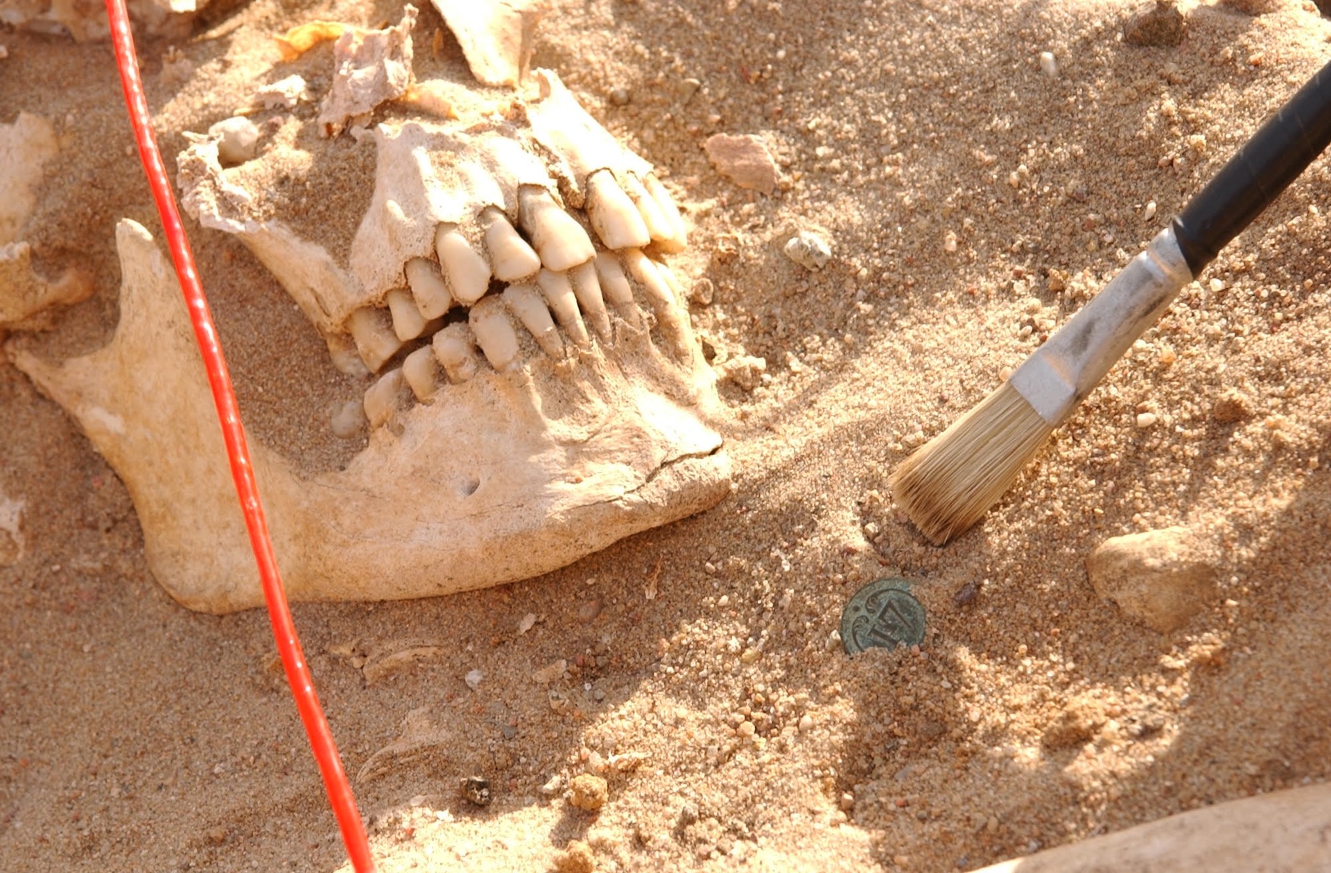 a close-up of a brush uncovering a skull buried in the dirt