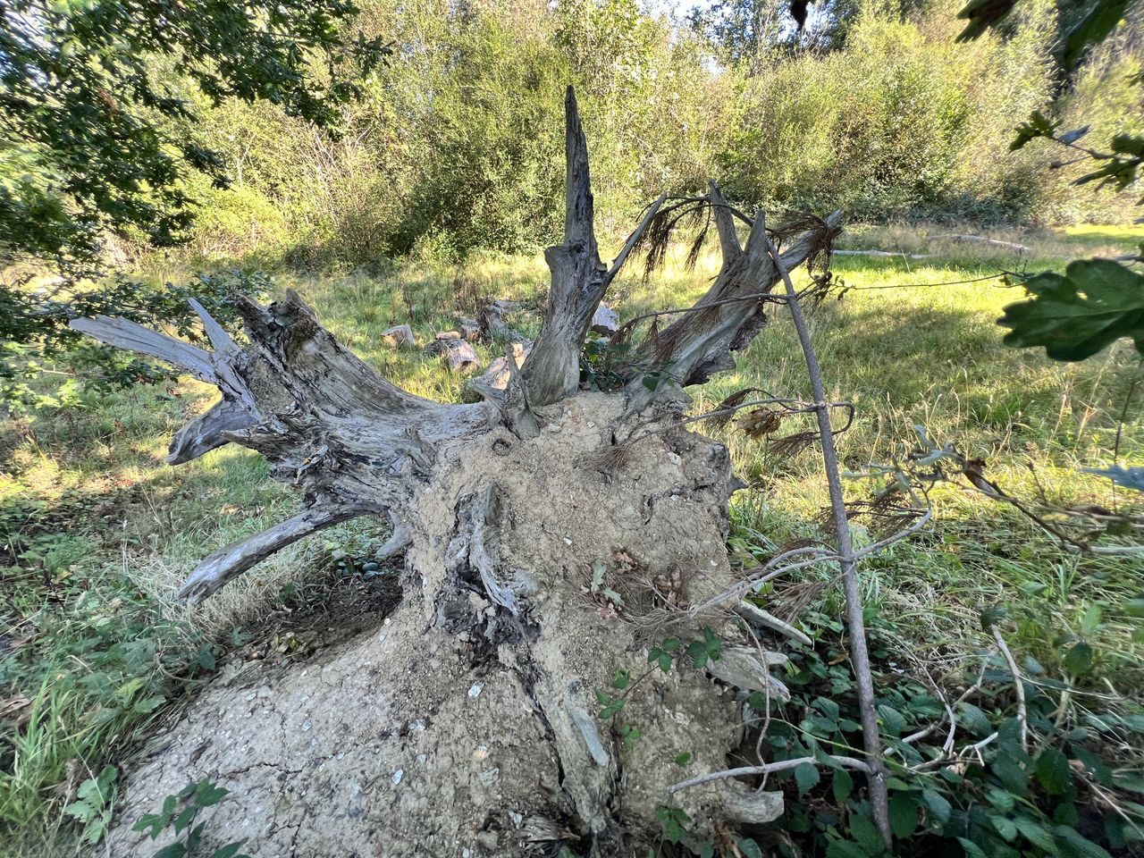 An upturned tree trunk with photo filter applied