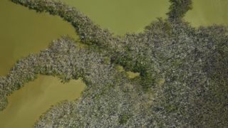 Damage to the Florida Everglades is seen from the air on Dec. 1, 2017.