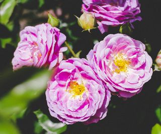 Rosa 'Arctic Blue'