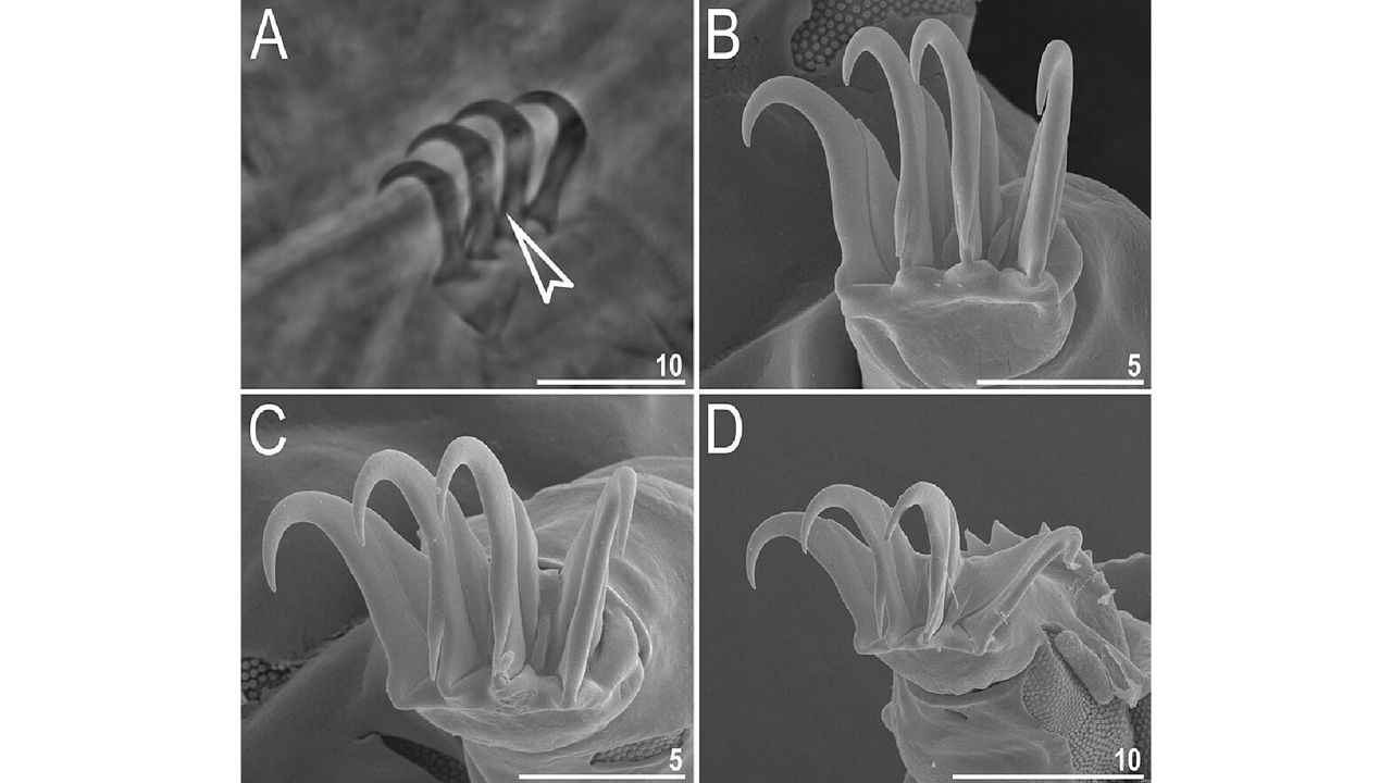 A close-up of tardigrade claws
