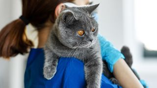 British Shorthair cat