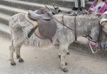 donkey5.jpg
