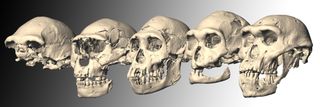 Here the five skulls, including Skull 5, discovered at Dmanisi in the Republic of Georgia and dating back some 1.8 million years.