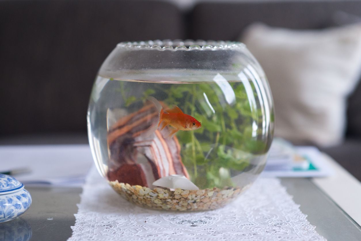 A goldfish in a bowl.