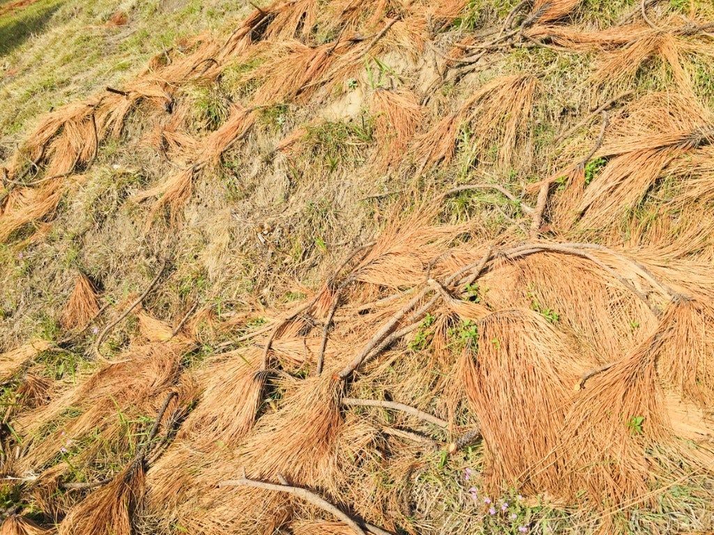 Pile Of Browning Pine Needles