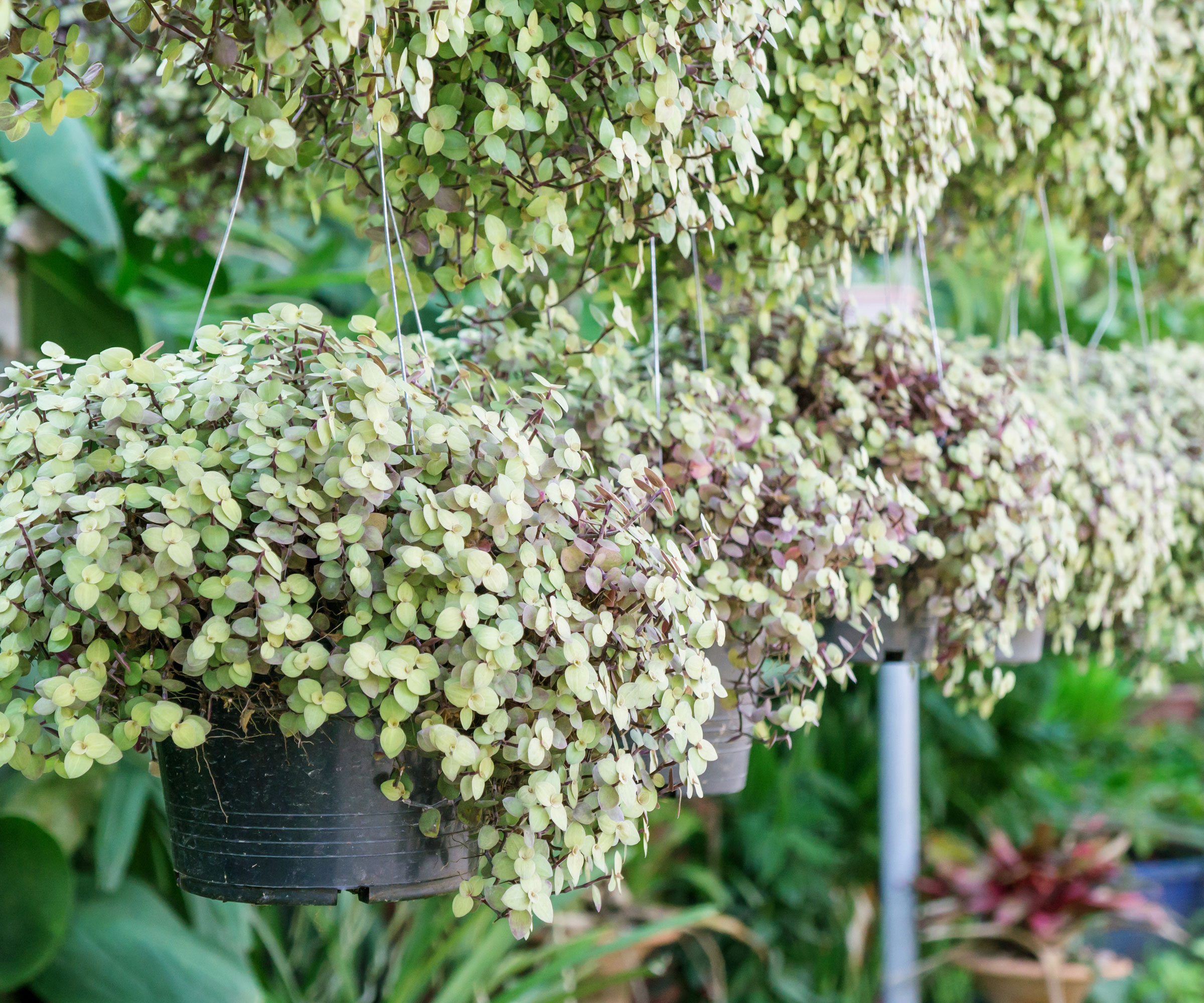 low hanging baskets of green plants in a row