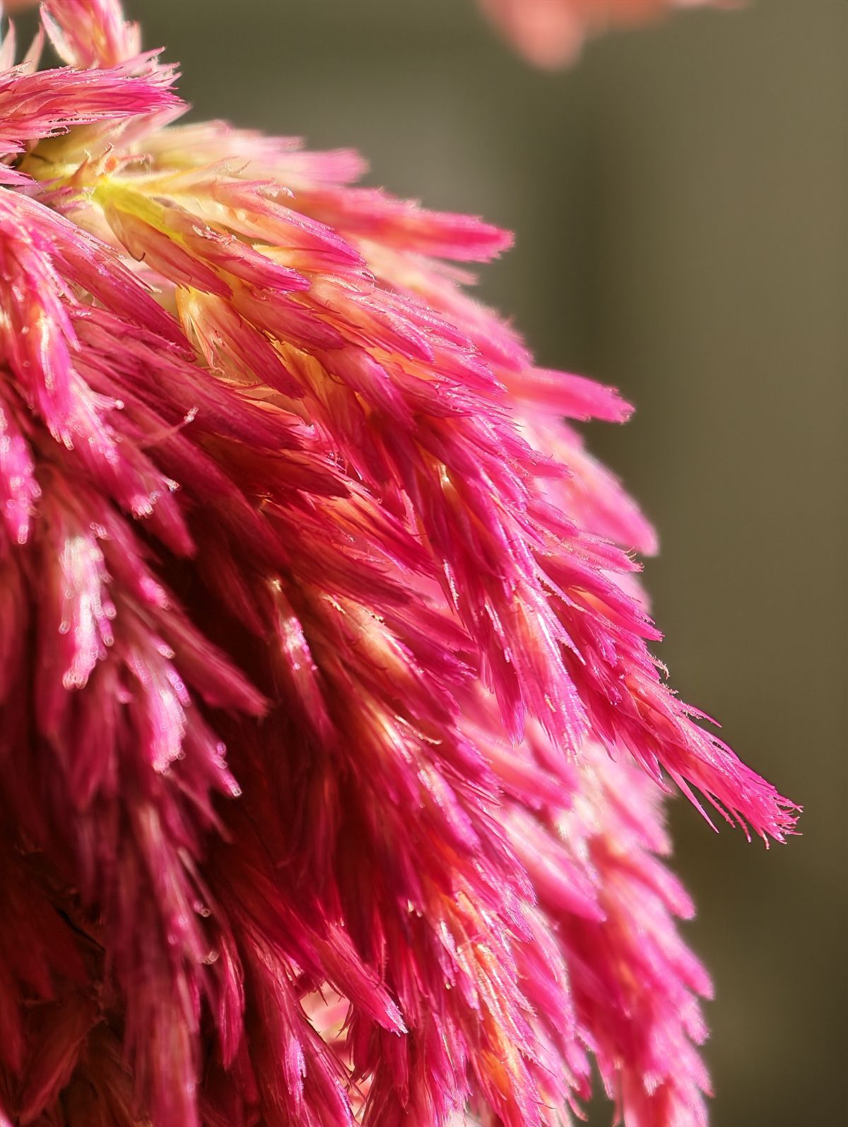 A 10x macro shot of a flower taken from the Honor Magic 8 Pro