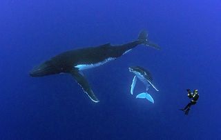 Humpback Whales: A Detective Story: Natural World