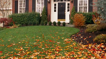 a lawn with leaves on in fall