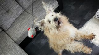 Dog jumping up at a mouse cat toy