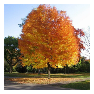 A norway maple tree