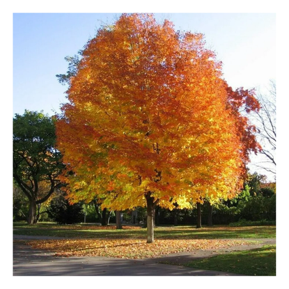 5 Types of Popular Maple Trees to Plant in Your Yard | Livingetc