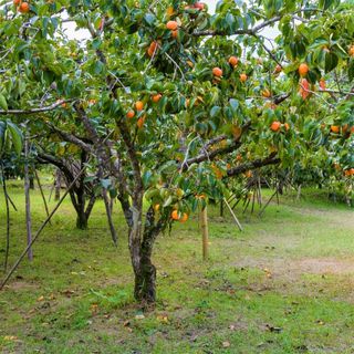 American Persimmon Tree for Sale | Naturehills.com