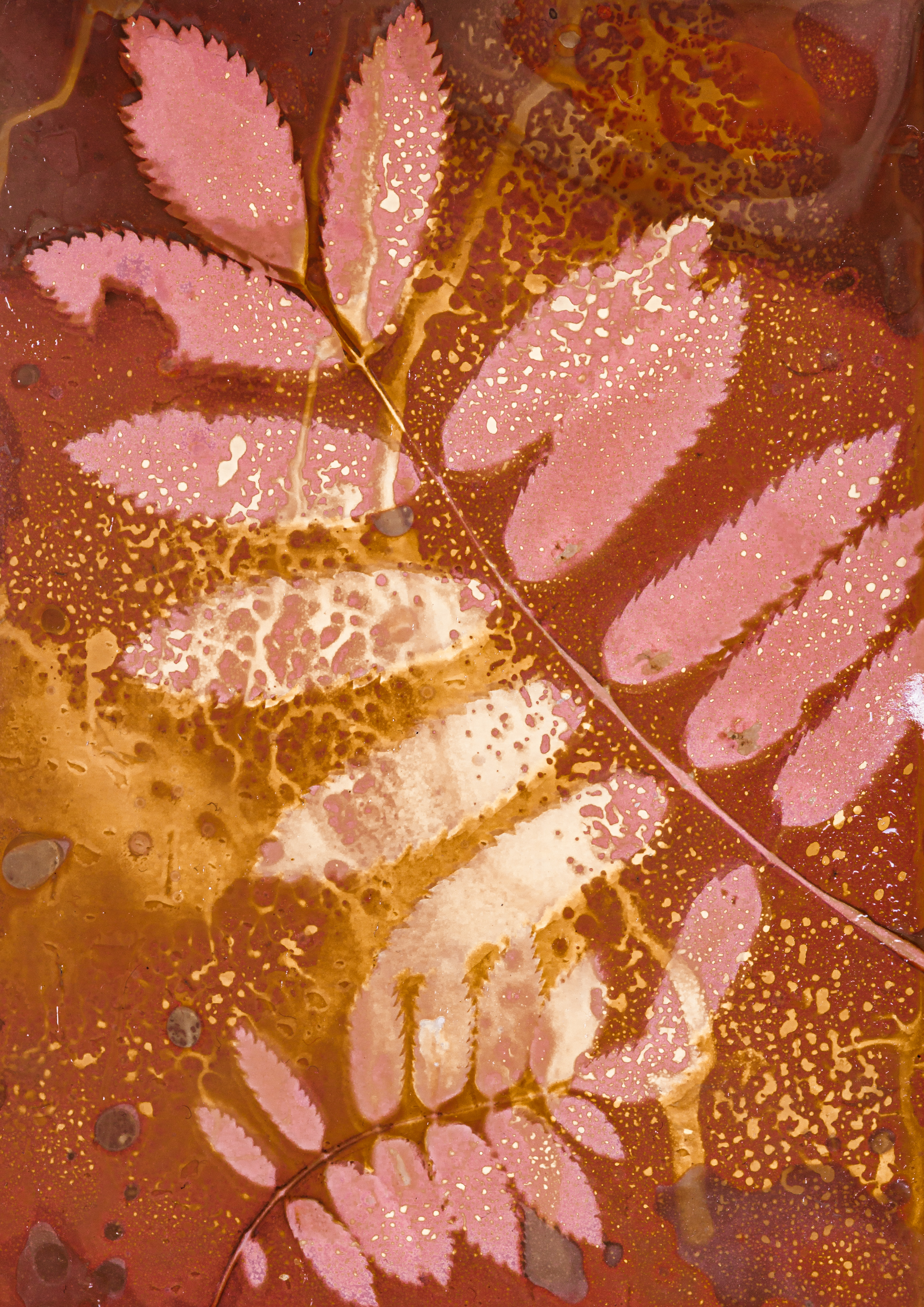 Lumen print of rowan leaves in pink and gold tones against a dark, mottled backdrop.