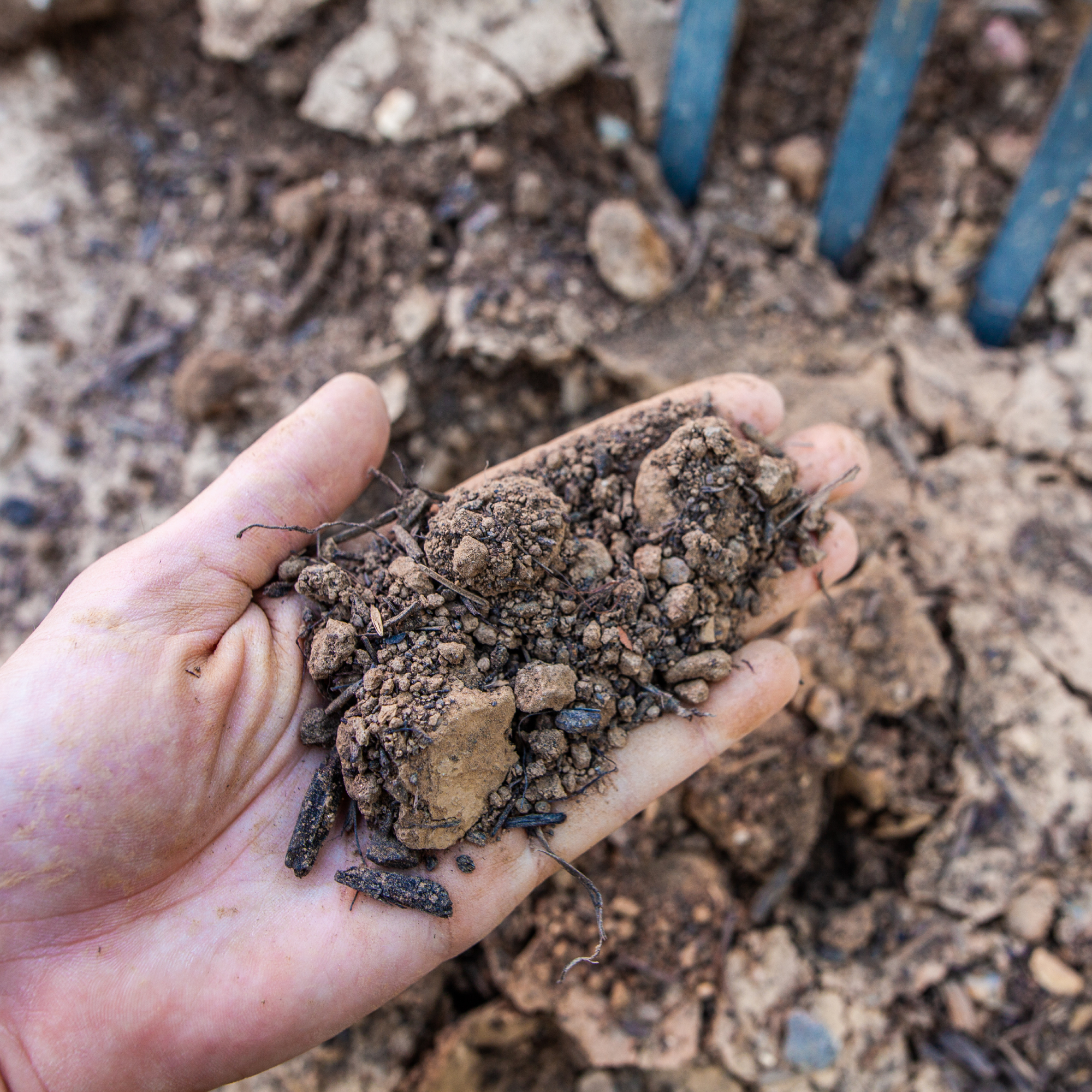 hand full of dry clumps of soil 