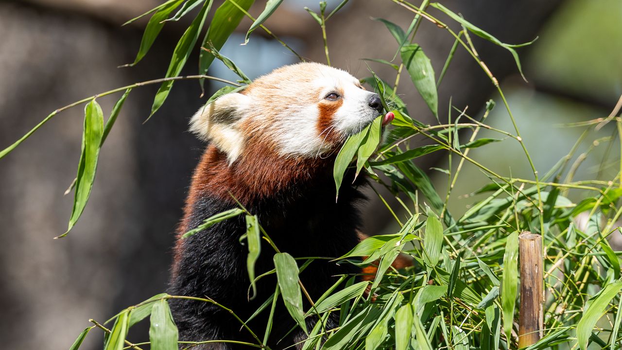 red panda eating leaves