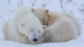 A female polar bear and her two cubs sleep huddled together in the snow.