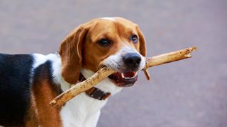 American Foxhound