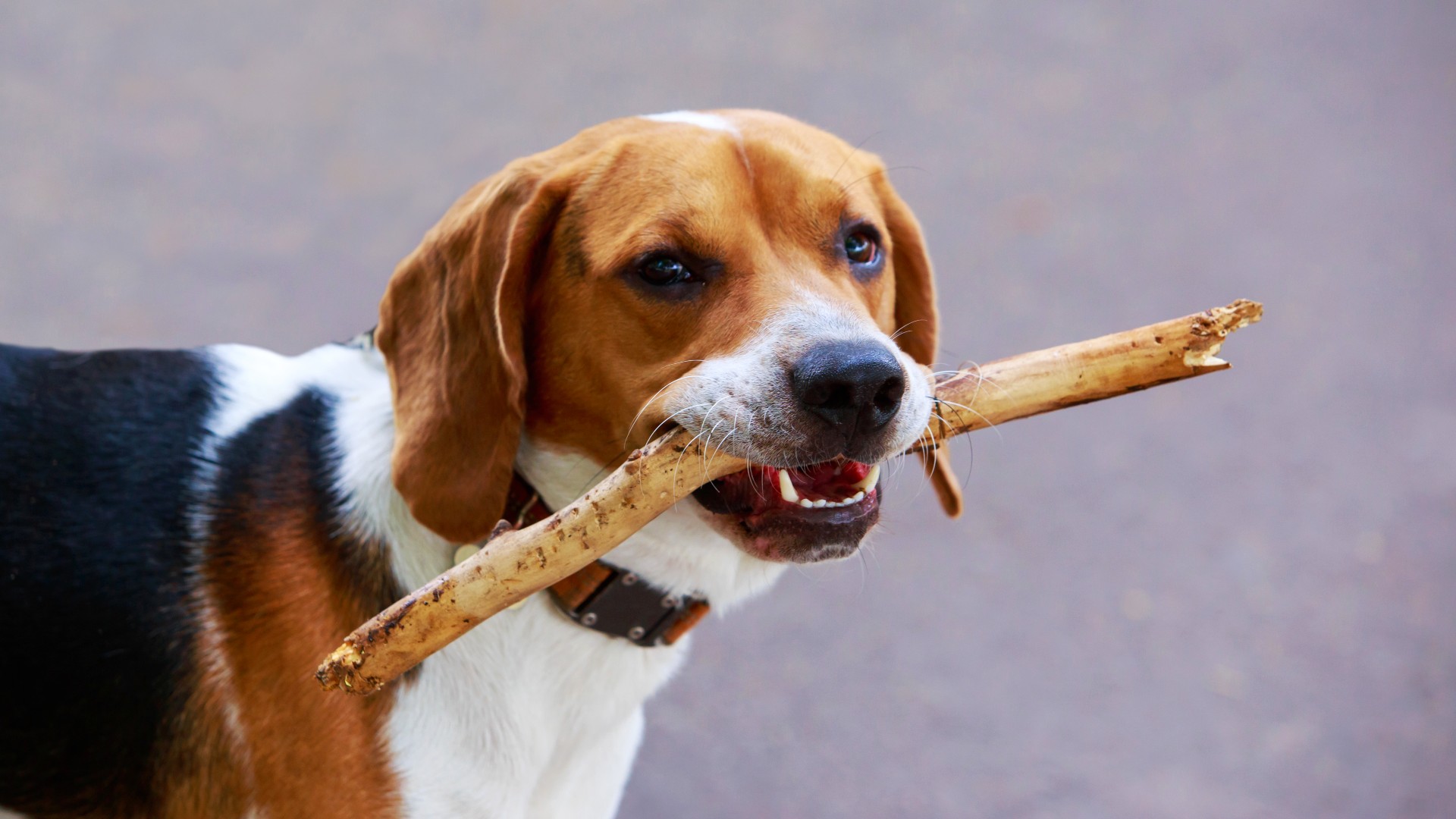 12 most popular hound dog breeds PetsRadar