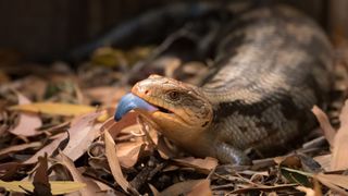 Blue-tongued skinks