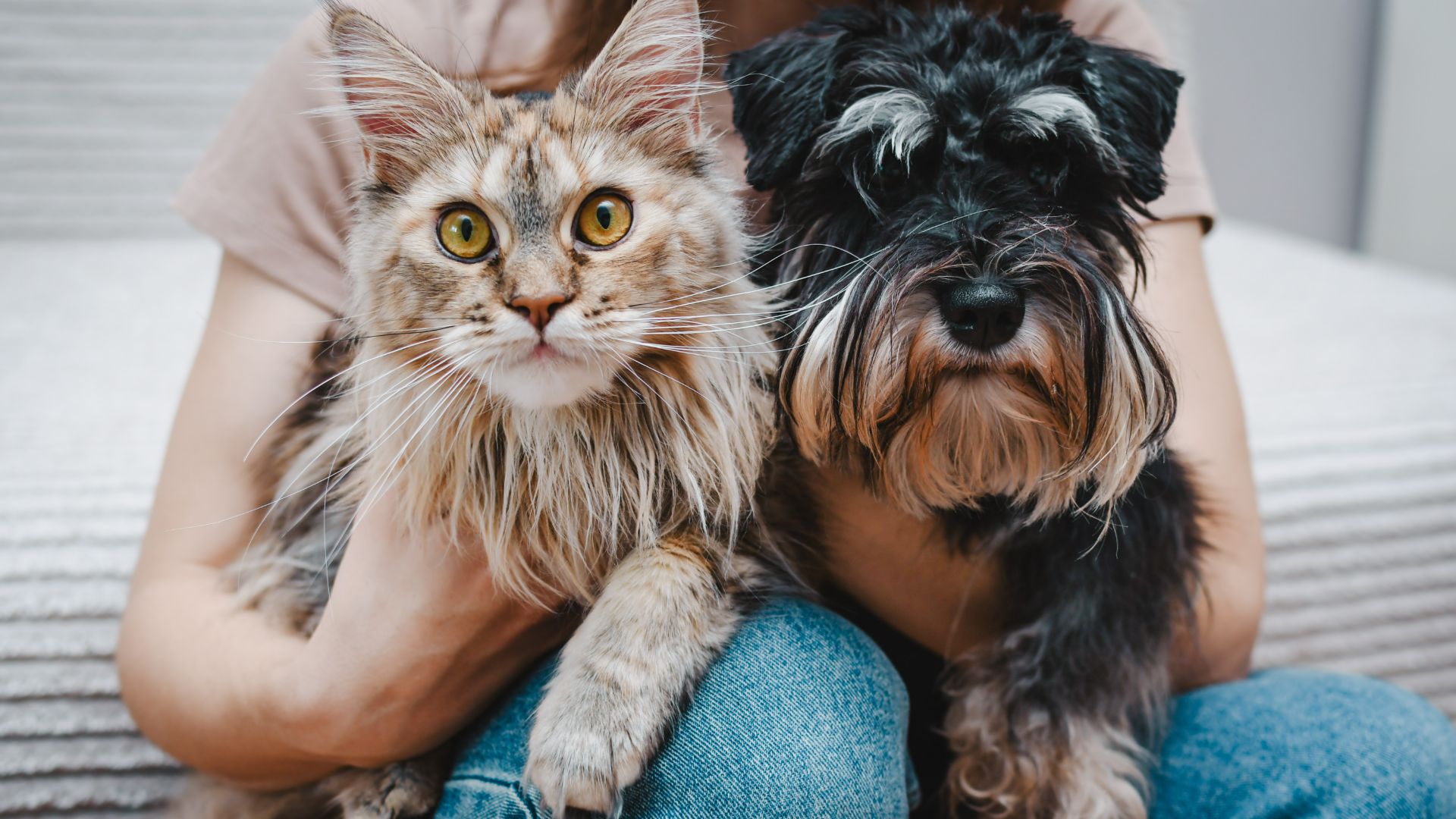 Owner holding Maine coon cat and dog
