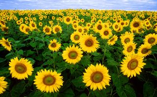 A field full of fully bloomed yellow sunflowers