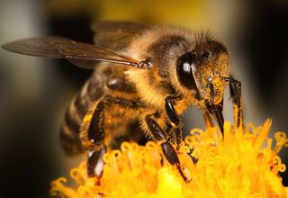 A bee lands on a yellow flower.