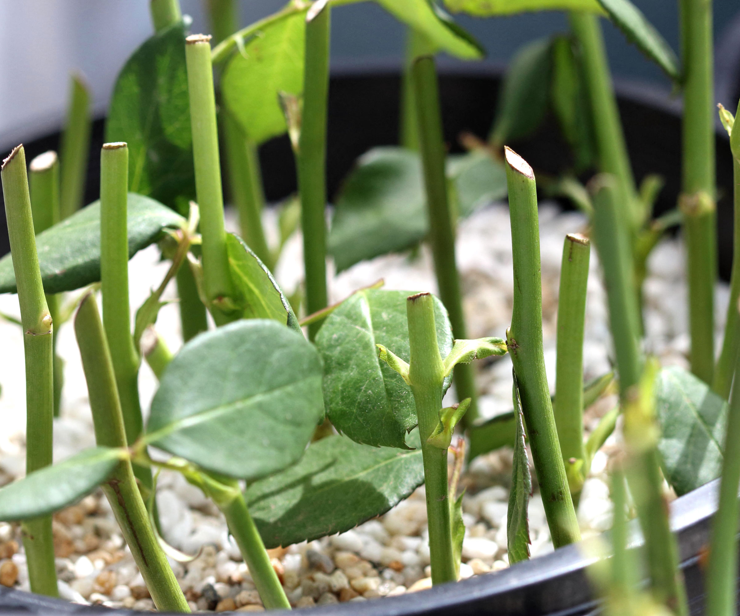 rose cuttings in plastic container of gritty soil