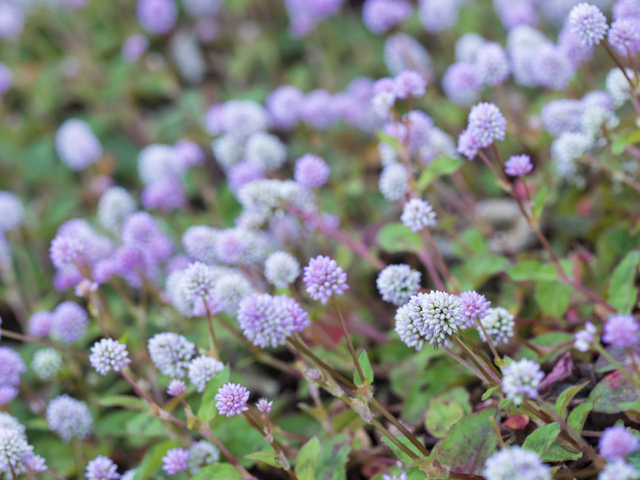 Pinkhead Knotweed Plants