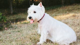 Westie sat on grass