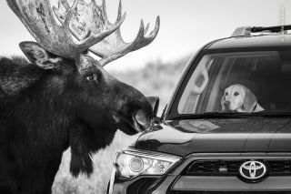 Wildlife Photographer of the Year: People's Choice Award 2020