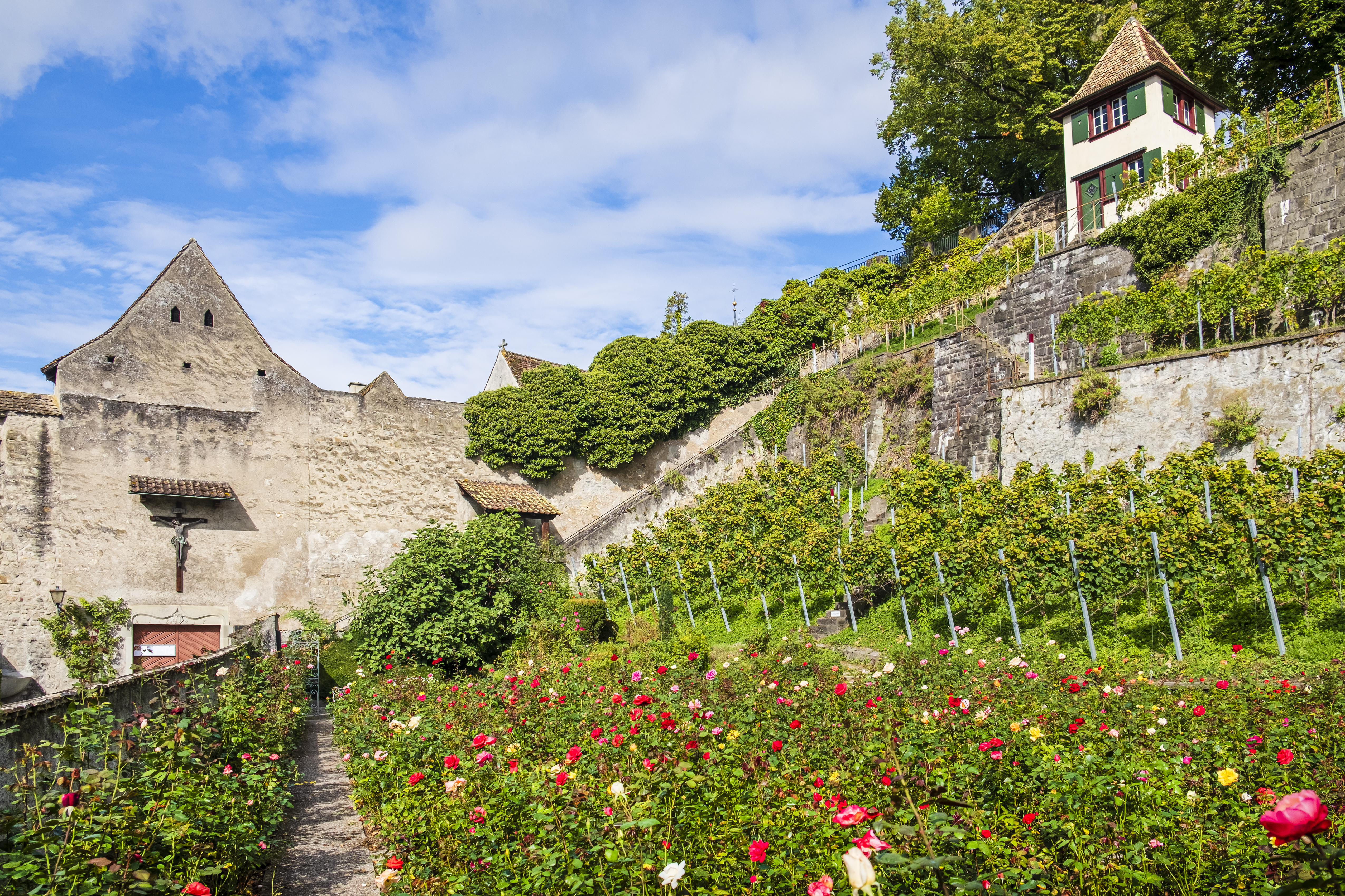 Roses in a pretty medieval town on a lake