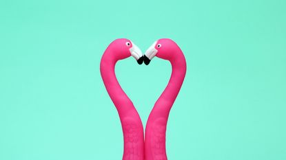 twin flame, twin flame meaning, two flamingos kissing making love heart shape