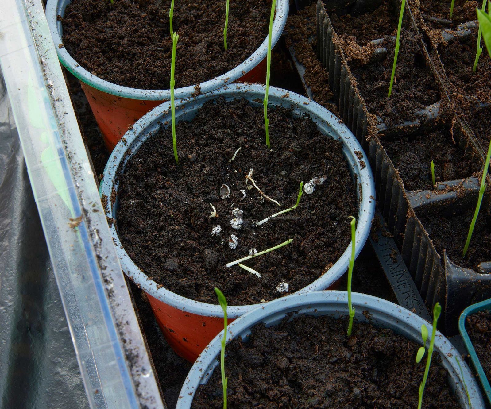 How to stop mice from eating your sweet peas expert tips