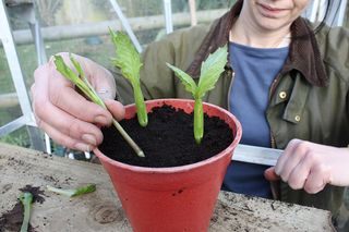 Place dahlia shoot cuttings in compost