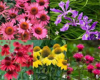 Coneflower ‘Ruby Star’, ‘Mellow Yellows’ and ‘Prairie Splendor’ , Iris Purple Flame, Bee Balm Raspberry Wine