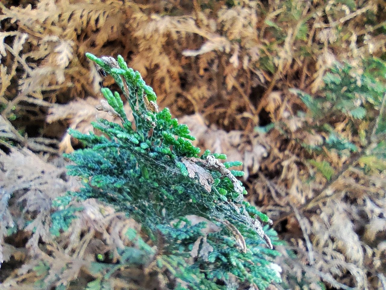 Photo taken on Xiaomi 12 Lite smartphone