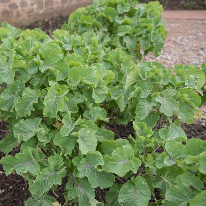 tree collards growing in edible garden