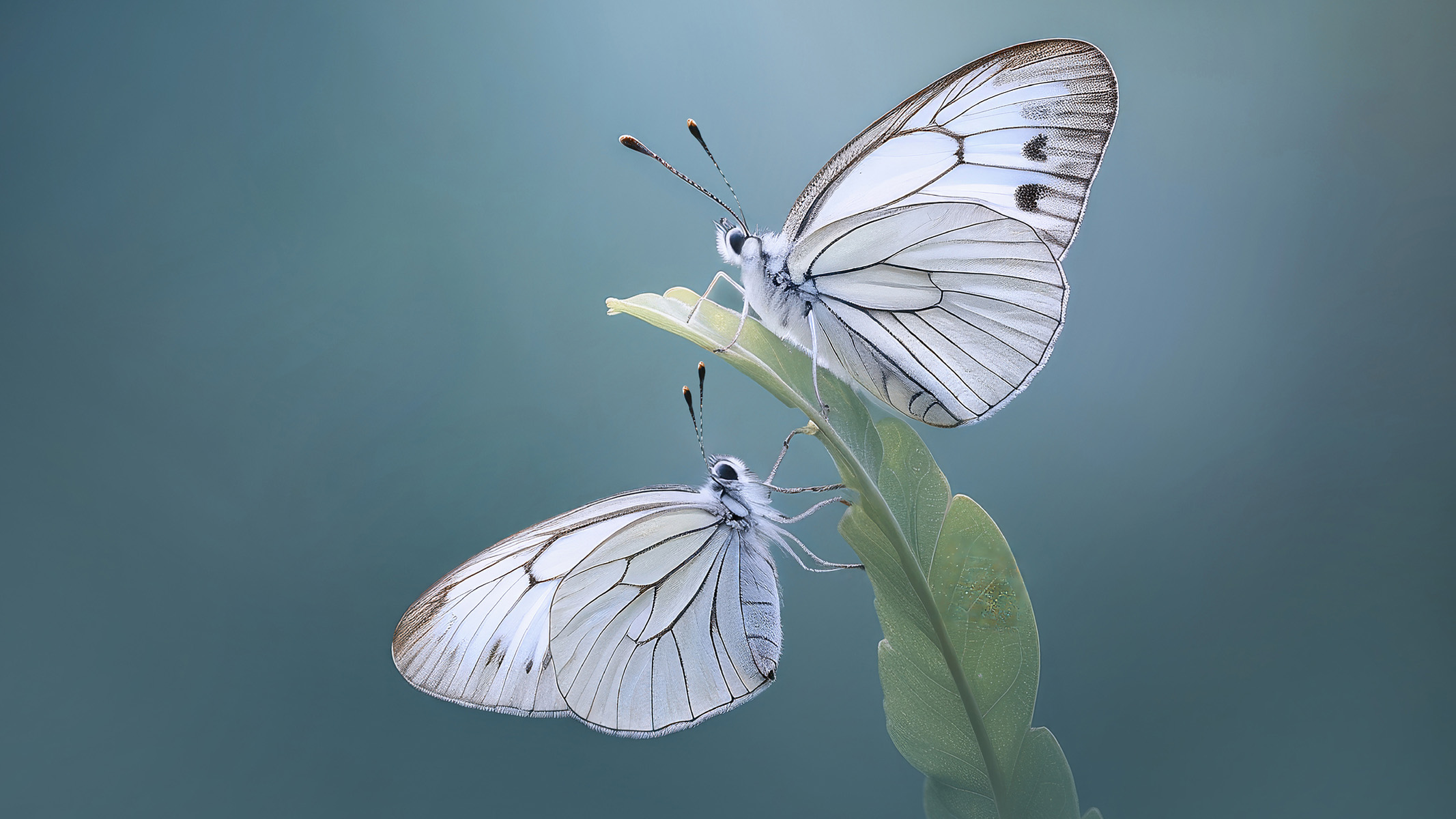 two white butterflies on a plant