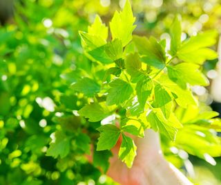 Lovage leaves being picked