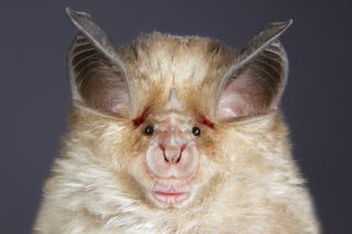 a closeup on the face of a horseshoe bat