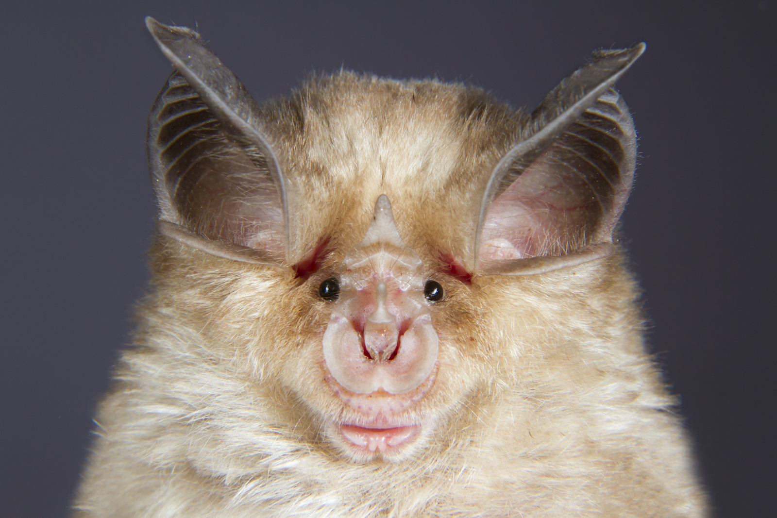 a closeup on the face of a horseshoe bat
