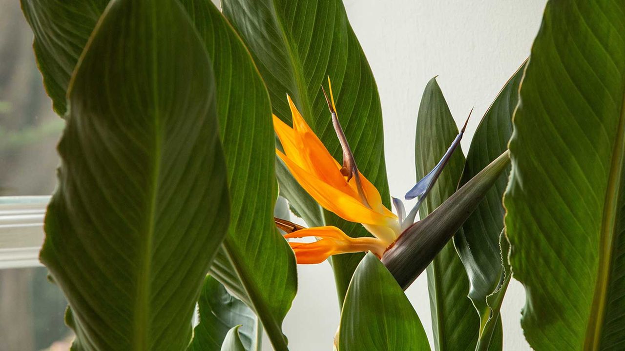 bird of paradise flower and leaves indoors